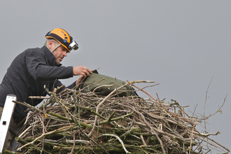 Tony Cross at the Dyfi Osprey Project osprey nest to ring chicks, 2011.