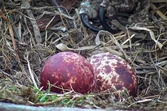 Two eggs, 2022, Dyfi Osprey Project