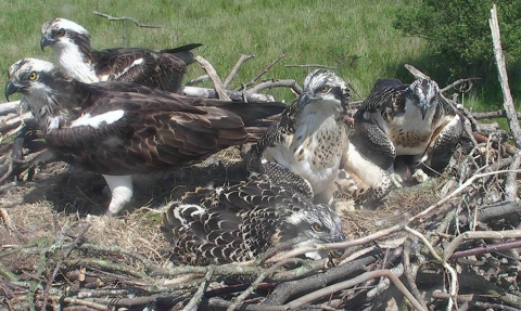 MWT Five ospreys on the nest