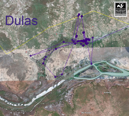 Dulas migration, Gambia River tributary. Dyfi Osprey Project.