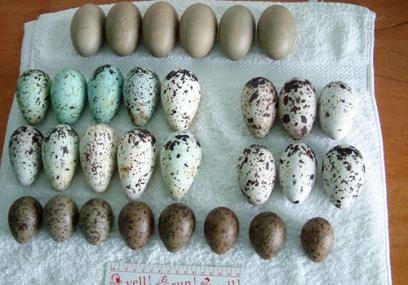 Osprey decline - illegal egg collection
