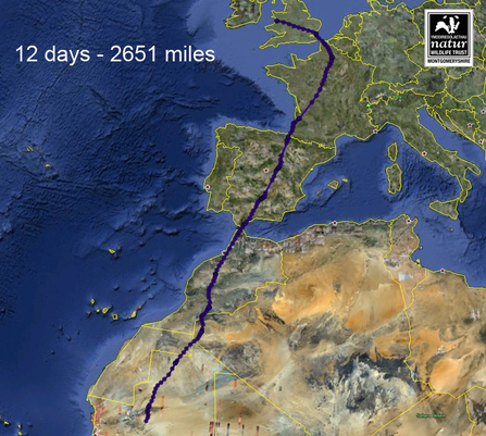 Dulas, migration data for 12 days. Dyfi Osprey Project.