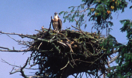 Osprey Chick, Welshpool 2004 - first recorded Welsh chick