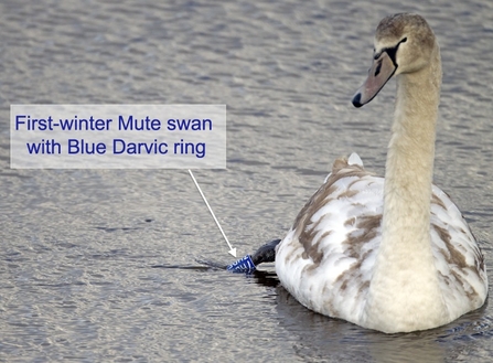 Ringed Mute swan, Leri River, Wales