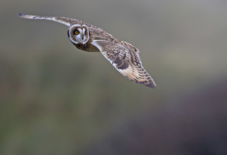 Owl in flight, by Emyr Evans.