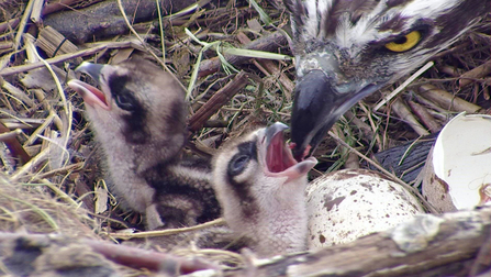 MWT - First 2 chicks after hatching, 2012. Dyfi Osprey Project