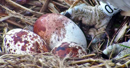 MWT Nora with three eggs