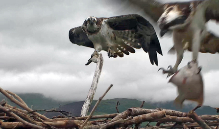 © MWT  - Monty with fish, and Nora. Dyfi Osprey Project.