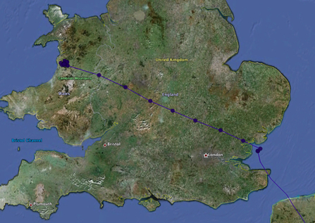 © MWT - Dulas - migration east over UK. Dyfi Osprey Project