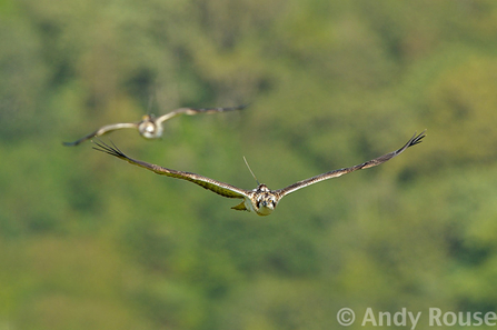 Dulas, with Leri in background. Dyfi Osprey Project. © Andy Rouse