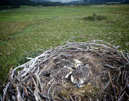 © MWT - Leri, Dulas, Einion in nest. Dyfi Osprey Project.