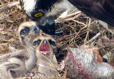 © MWT  - Nora with Ceulan and sibling. Dyfi Osprey Project.