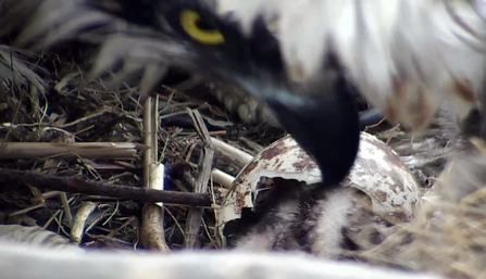 © MWT - Nora, with third chick hatch, 2012