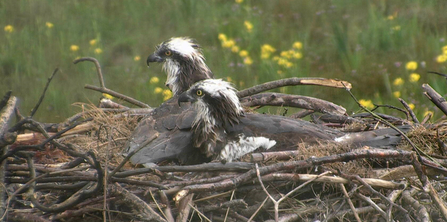 © MWT - Monty and Nora protecting chicks during relentless rain and wind, 2012. Dyfi Osprey Project.