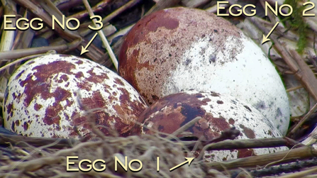 MWT - 2012 Eggs ID. Dyfi Osprey Project