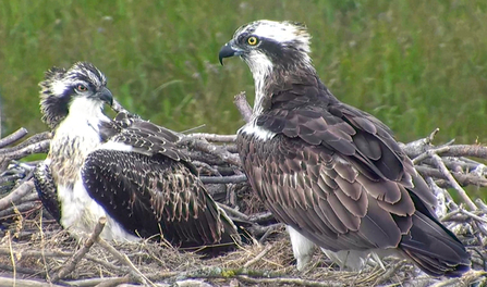 © MWT - Ceulan and Nora, August 2012. Dyfi Osprey Project.
