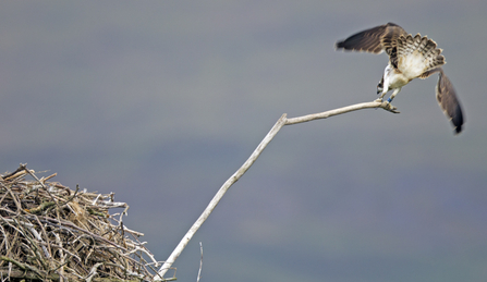© MWT  - Ceulan landing on the nest perch. Dyfi Osprey Project.