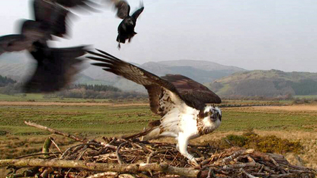 © MWT - Nora, carrion crows. Dyfi Osprey Project