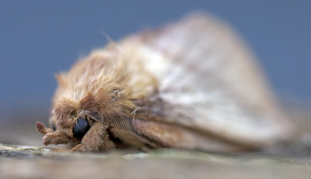 © MWT - Drinker moth (Euthrix potatoria) 