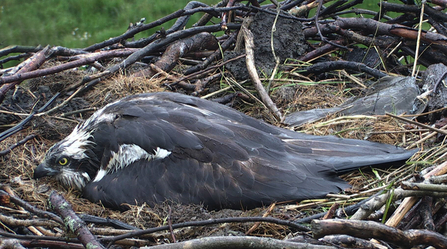 © MWT - Nora incubating during the 2012 storm. Dyfi Osprey Project.