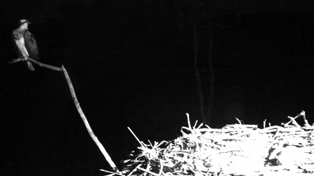 © MWT  - Monty and Nora, night before Nora migrates, 2012. Dyfi Osprey Project.