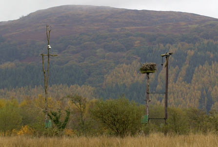 © MWT - Dyfi nest and perches, 2012