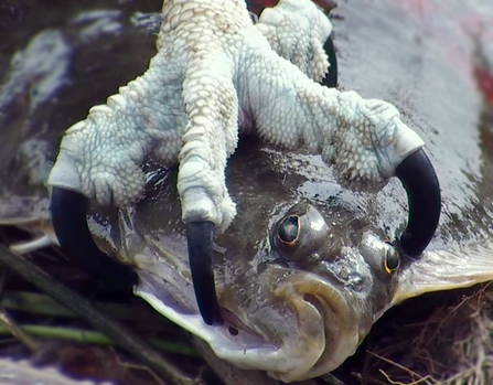 © MWT - Monty's grip on a flounder. Dyfi Osprey Project.