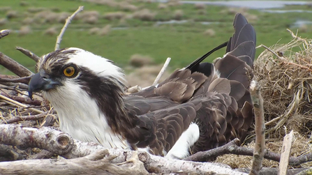 © MWT. Monty incubuating even before egg laid. Dyfi Osprey Project.