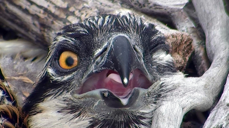 MWT - Osprey chick closeup showing egg tooth. Dyfi Osprey Project.