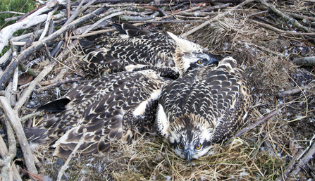 MWT - Einion, Leri, Dulas in the nest after ringing, 2011. Dyfi Osprey Project.