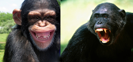 Chimp facial expressions