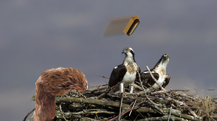 MWT - Ospreys with board duster and tapeworm cartoon