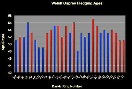 © MWT. Welsh Osprey Fledging Ages