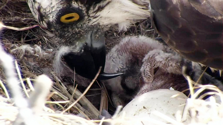 MWT - Glesni with first chick at hatch, 2014