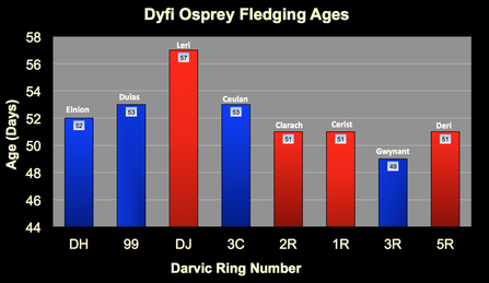 MWT - Dyfi chicks fledging ages, 2011-2014