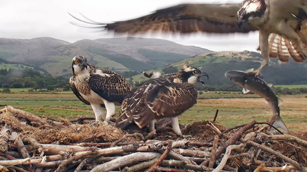 © MWT. Monty delivering fist to the chicks on the Dyfi nest.