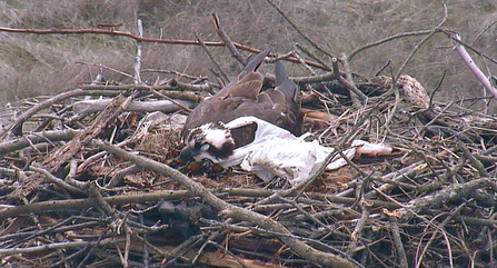 Osprey entangled by plastic bag on nest