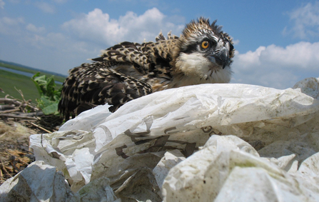 Osprey chick on nest with plastic