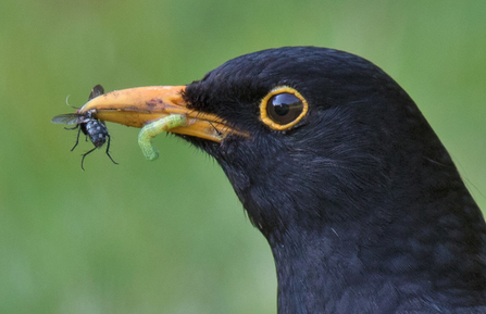 MWT - bird eating insects closeup
