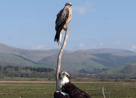 © MWT - Nora and the Red Kite, 2012. Dyfi Osprey Project