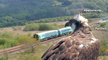© MWT - Monty (with train and Dyfi Junction)