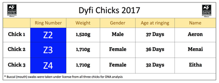 MWT - Dyfi Chicks 2017 at ringing