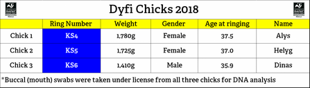 MWT - Dyfi Chicks 2018