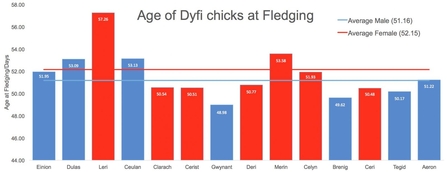MWT - Age of Dyfi Chicks at Fledging, 2011 - Aeron 2017