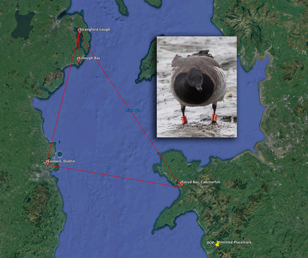 Brent Goose, Foryd Bay 2016 and other sightings map