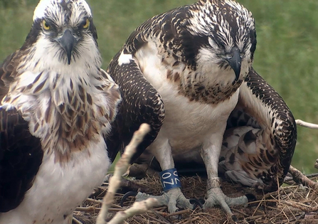 © MWT. Glesni and Ceri 3rd day after Ceri's fall from the larch perch, 2016