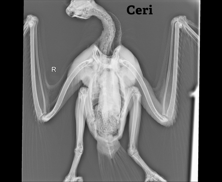 Ceri's x-ray, July 2016. Dyfi Osprey Project