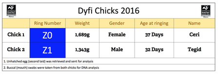 MWT - 2016 Chick Data at Ringing