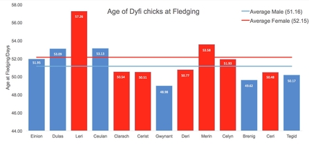 MWT - Age of Dyfi Chicks at Fledging, 2011-2016