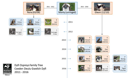 MWT - Dyfi Ospreys Family Tree 2011-2016